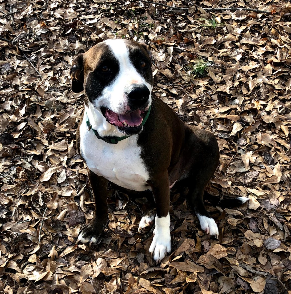 A brindle and white dog sitting among dry autumn leaves.
